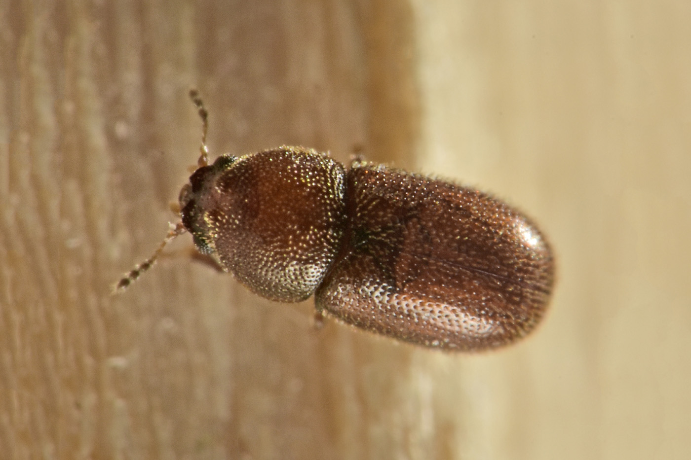 Ciidae: Ennearthron cornutum? Sì...